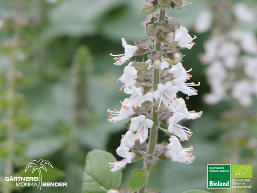 Ocimum kilimandscharicum x basilicum - African White - Weißes Afrikanisches-Strauchbasilikum | Bioland