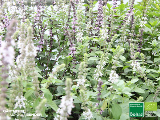 Ocimum kilimandscharicum x basilicum - African White - Weißes Afrikanisches-Strauchbasilikum | Bioland