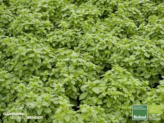 Ocimum basilicum var. minimum - Buschbasilikum | Bioland