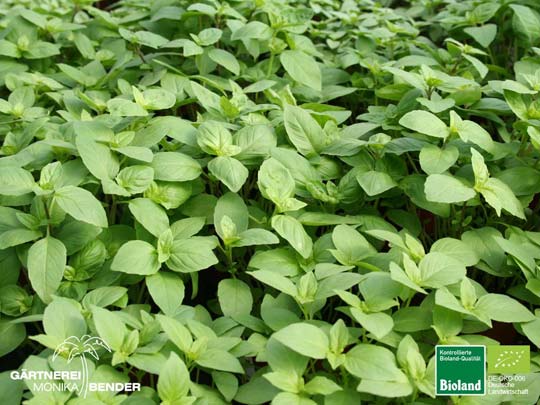 Ocimum americanum var. citriodorum - Zitronen Basilikum | Bioland