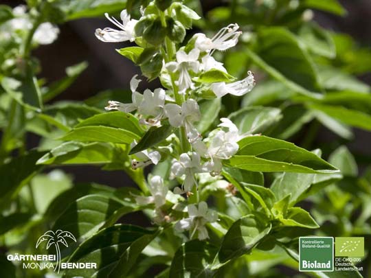 Ocimum basilicum
