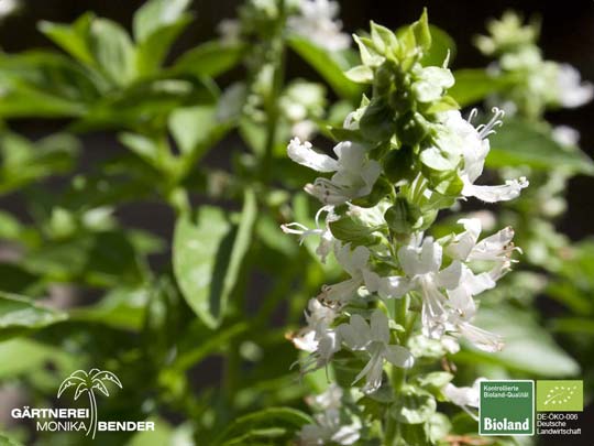 Ocimum Basilikum Pflanzen in BiolandQualität