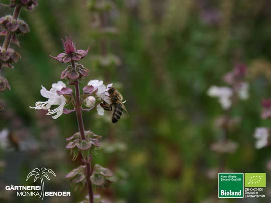 Ocimum basilicum