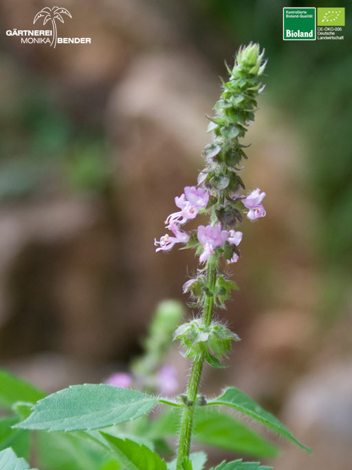 Ocimum tenuiflorum sanctum - Tulsi - Indisches Basilikum - Heiligenbasilikum | Bioland