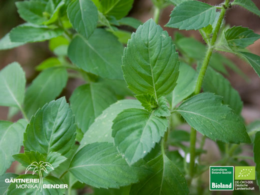 Ocimum tenuiflorum sanctum - Tulsi - Indisches Basilikum - Heiligenbasilikum | Bioland