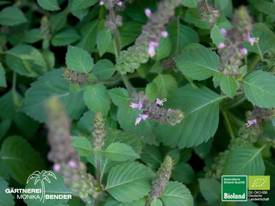 Ocimum tenuiflorum sanctum - Tulsi - Indisches Basilikum - Heiligenbasilikum | Bioland