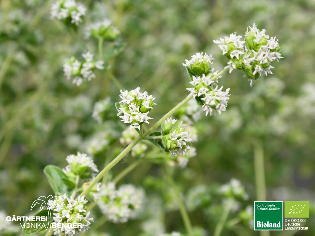 Origanum X Majoricum Winterharter Majoran Bioland origanum-x-majoricum-winterharter-majoran-bioland