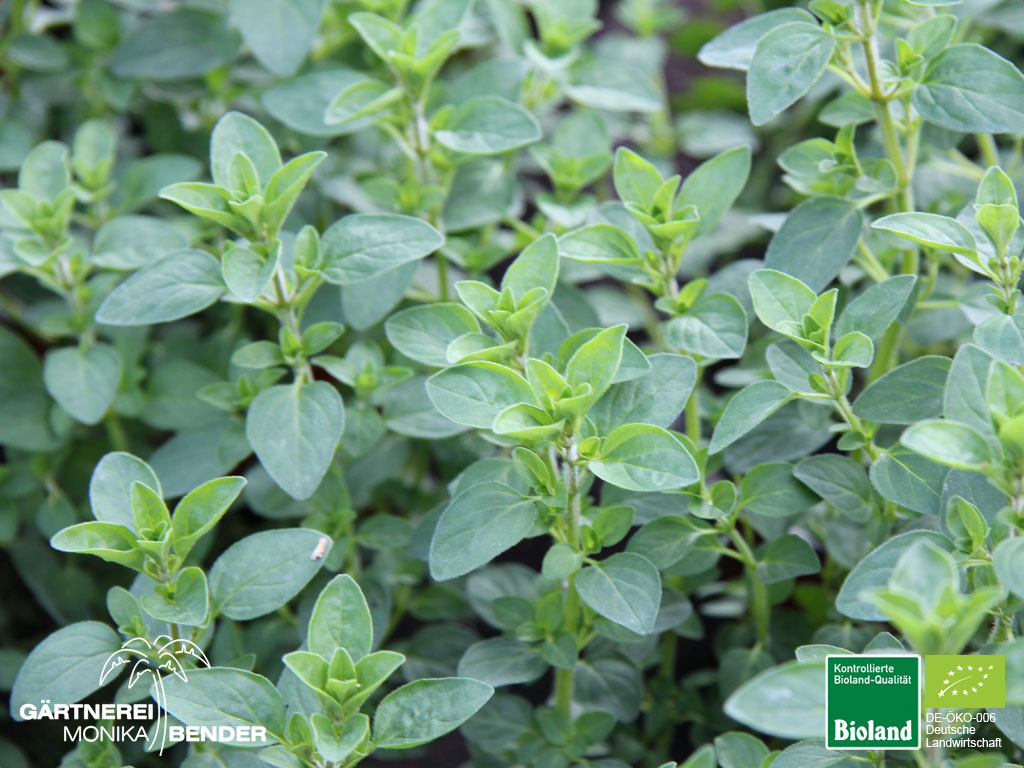 Origanum X Majoricum Winterharter Majoran Bioland origanum-x-majoricum-winterharter-majoran-bioland