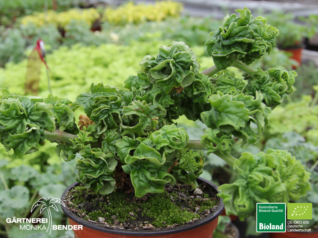 Pelargonium 'Bonsai Lemon Tree' Zitronen Duftgeranie Bioland