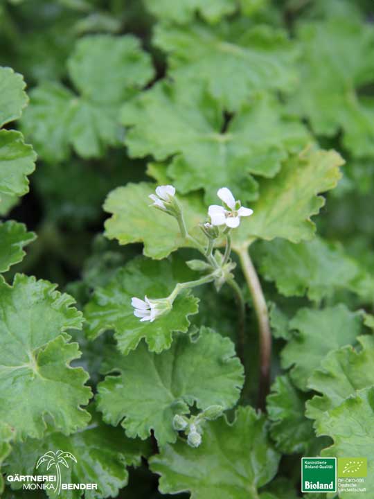 Pelargonium odoratissimum - Apfel Duftgeranienblüte | Bioland