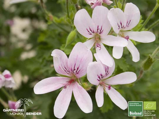 Pelargonium x citriodorum Pelargonium x citriodorum