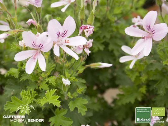 Pelargonium x citriodorum Pelargonium x citriodorum