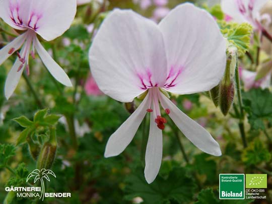 Pelargonium crispum