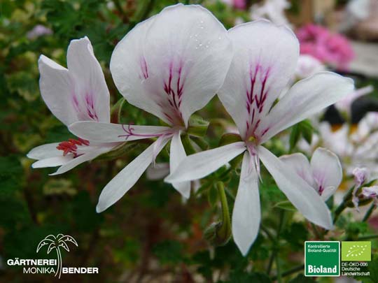 Pelargonium crispum