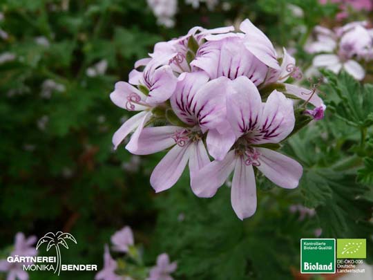Pelargonium graveolens - Rosen Duftgeranie | Bioland Pelargonium graveolens - Rosen Duftgeranie | Bioland
