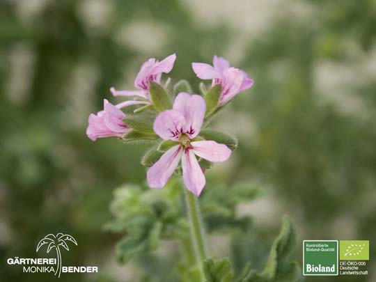Pelargonium capitatum
