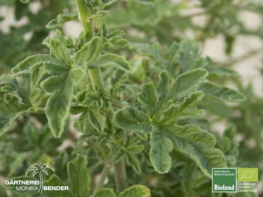 Pelargonium capitatum
