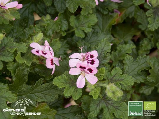 Pelargonium quercifolium