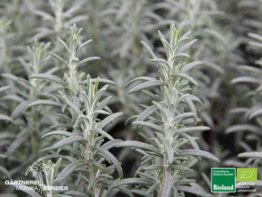 Rosmarinus officinalis