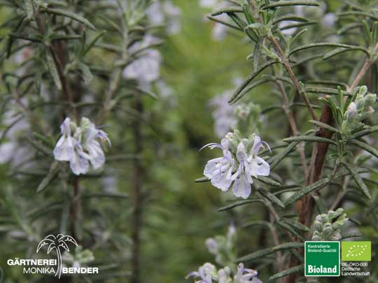 Rosmarinus officinalis Arp - Rosmarin winterhart bis -22°C bei geeignetem Standort | Bioland