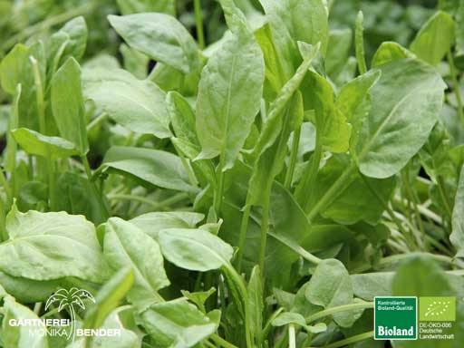 Rumex acetosa - Sauerampfer - Blätter | Bioland