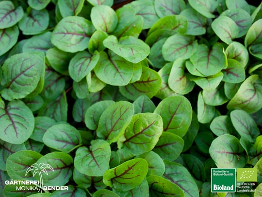 Rumex sanguineum - Blut Sauerampfer | Bioland