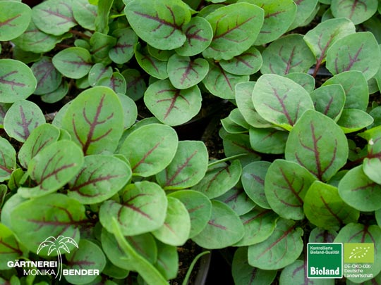 Rumex sanguineum - Blut Sauerampfer | Bioland