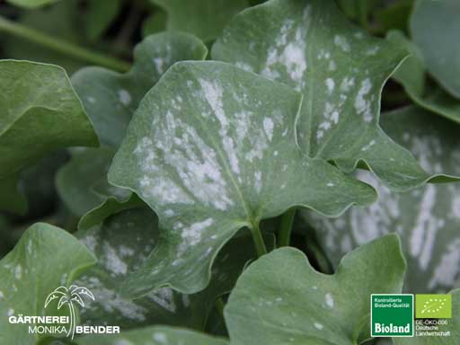 Rumex scutatus - Schildampfer | Bioland