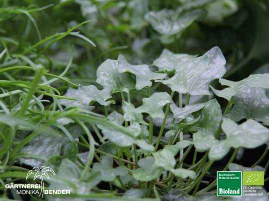 Rumex scutatus - Schildampfer | Bioland