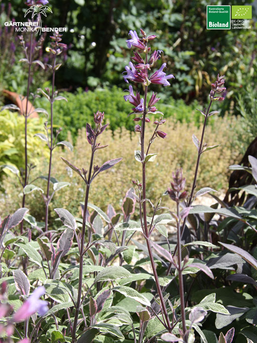 Salvia officinalis - Tricolor - Bunter Gewürz-Salbei | Bioland