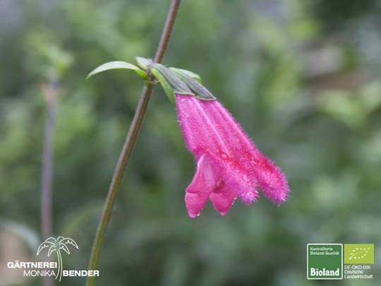 Salvia buchananii - Buchanans-Salbei | Bioland