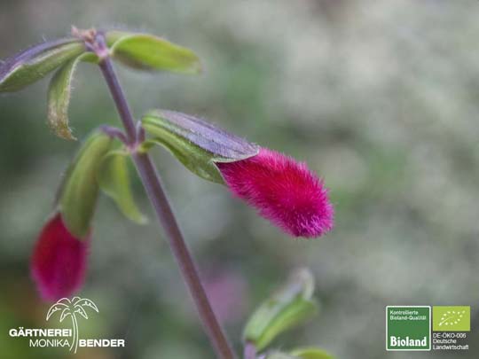 Salvia buchananii - Buchanans-Salbei | Bioland