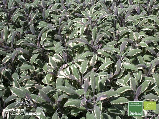 Salvia officinalis - Tricolor - Bunter Gewürz-Salbei | Bioland