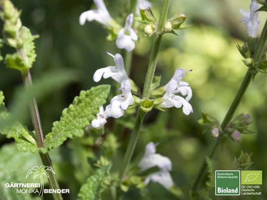 Salvia repens var. repens - Afrikanischer Räucher-Salbei hellblau | Bioland Salvia repens var. repens - Afrikanischer Räucher-Salbei hellblau | Bioland