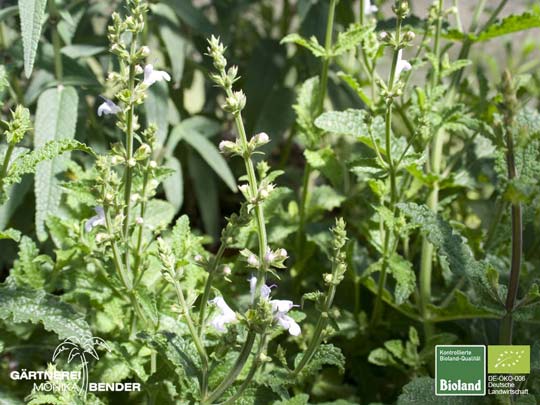 Salvia repens var. repens - Afrikanischer Räucher-Salbei hellblau | Bioland Salvia repens var. repens - Afrikanischer Räucher-Salbei hellblau | Bioland