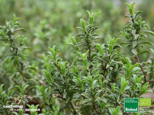 Satureja montana - Berg-Bohnenkraut | Bioland Satureja montana - Berg-Bohnenkraut | Bioland