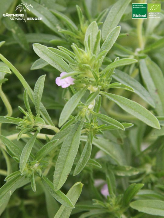 Satureja hortensis - Bohnenkraut einjährig | Bioland Satureja hortensis - Bohnenkraut einjährig | Bioland
