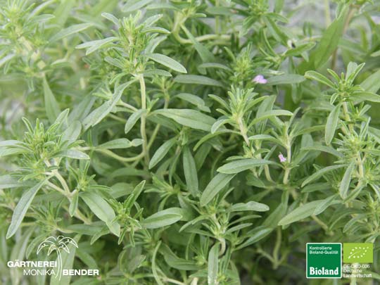 Satureja hortensis - Bohnenkraut einjährig | Bioland Satureja hortensis - Bohnenkraut einjährig | Bioland