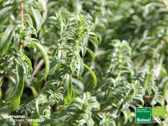 Satureja montana var. citriodora - Zitronen-Bergbohnenkraut | Bioland Satureja montana var. citriodora - Zitronen-Bergbohnenkraut | Bioland