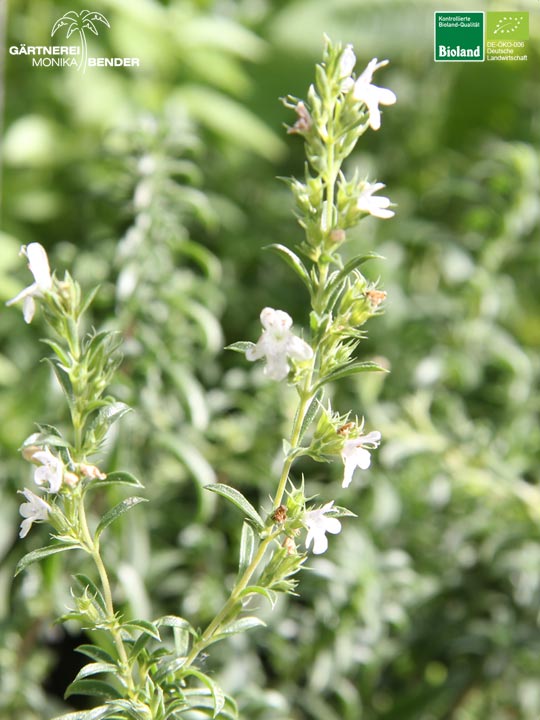 Satureja montana var. citriodora - Zitronen-Bergbohnenkraut | Bioland Satureja montana var. citriodora - Zitronen-Bergbohnenkraut | Bioland