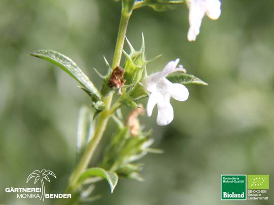 Satureja montana var. citriodora - Zitronen-Bergbohnenkraut | Bioland Satureja montana var. citriodora - Zitronen-Bergbohnenkraut | Bioland