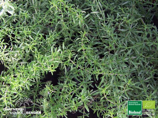 Satureja spicigera - Kriechendes Bergbohnenkraut | Bioland Satureja spicigera - Kriechendes Bergbohnenkraut | Bioland