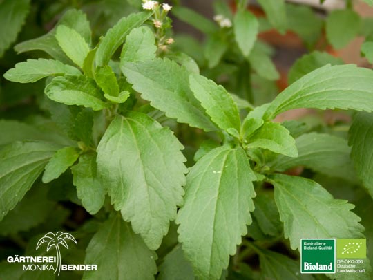 Stevia rebaudiana  - Süßblatt