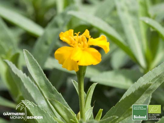 Tagetes tenuifolia - Zwerg-Studentenblume | Bioland
