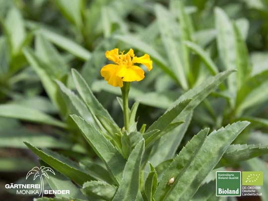 Tagetes tenuifolia - Zwerg-Studentenblume | Bioland
