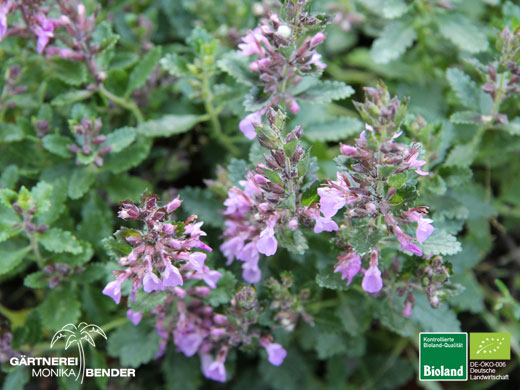 Teucrium x lucidrys Pain de Sucre - Edel-Gamander | Bioland Teucrium x lucidrys Pain de Sucre - Edel-Gamander | Bioland