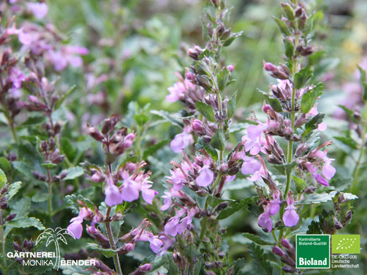 Teucrium x lucidrys Pain de Sucre - Edel-Gamander | Bioland Teucrium x lucidrys Pain de Sucre - Edel-Gamander | Bioland