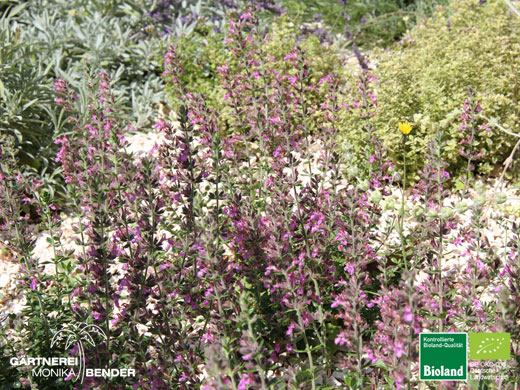Teucrium x lucidrys Pain de Sucre - Edel-Gamander | Bioland Teucrium x lucidrys Pain de Sucre - Edel-Gamander | Bioland