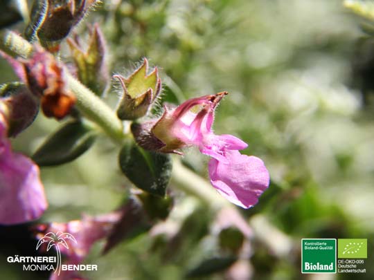 Teucrium x lucidrys - Edel-Gamander | Bioland Teucrium x lucidrys - Edel-Gamander | Bioland