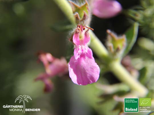 Teucrium x lucidrys - Edel-Gamander | Bioland Teucrium x lucidrys - Edel-Gamander | Bioland